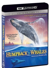 [4K超清]座头鲸 Humpback Whales (2015) 中文字幕 Humpback.Whales.2015.2160p.UHD.BluRay.x265.10bit.HDR.TrueHD.7.1.Atmos
