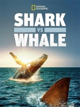 鲨与鲸 (2020) 英语内封中字 Shark.vs.Whale.2020.1080p.DSNP.WEBRip.DDP5.1.x264