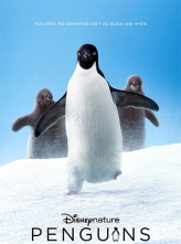 企鹅 Penguins (2019) 中文字幕 Penguins.2019.1080p.AMZN.WEBRip.DDP5.1.x264