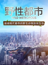 野性都市 Wild Metropolis (2018) 3集全 中文字幕 Cities.Natures.New.Wild.S01.1080p.AMZN.WEBRip.DDP5.1.x264 [1080P/11.78GB]